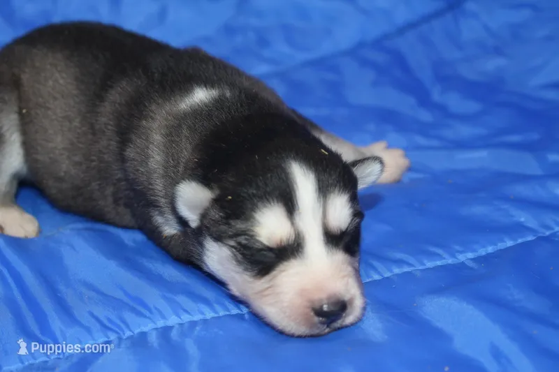 AKC KOVO – Siberian Husky puppy for sale in Monticello, WI