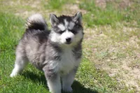 AKC KOVO, a male Siberian Husky for sale in Monticello, WI – Photo 4 of 10