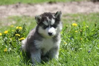 AKC KOVO, a male Siberian Husky for sale in Monticello, WI – Photo 5 of 10