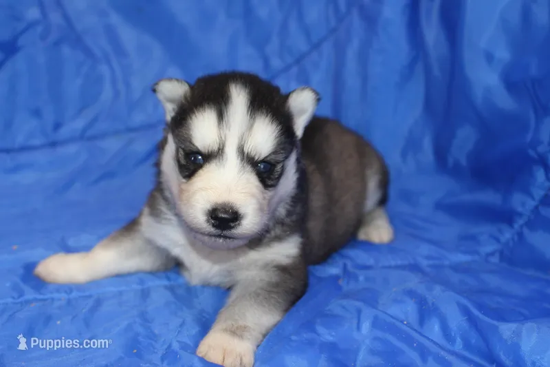 AKC KOVO – Siberian Husky puppy for sale in Monticello, WI