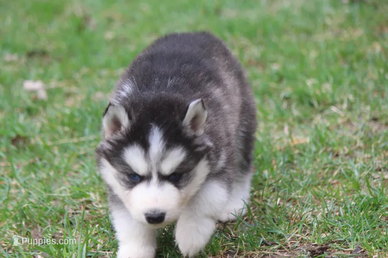 AKC KOVO – Siberian Husky puppy for sale in Monticello, WI
