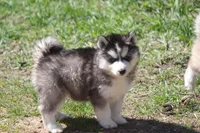 AKC KOVO, a male Siberian Husky for sale in Monticello, WI – Photo 2 of 10