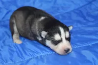 AKC KOVO, a male Siberian Husky for sale in Monticello, WI – Photo 5 of 7