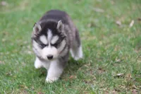 AKC KOVO, a male Siberian Husky for sale in Monticello, WI – Photo 8 of 10