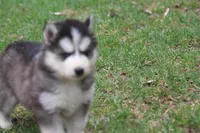 AKC KOVO, a male Siberian Husky for sale in Monticello, WI – Photo 7 of 10