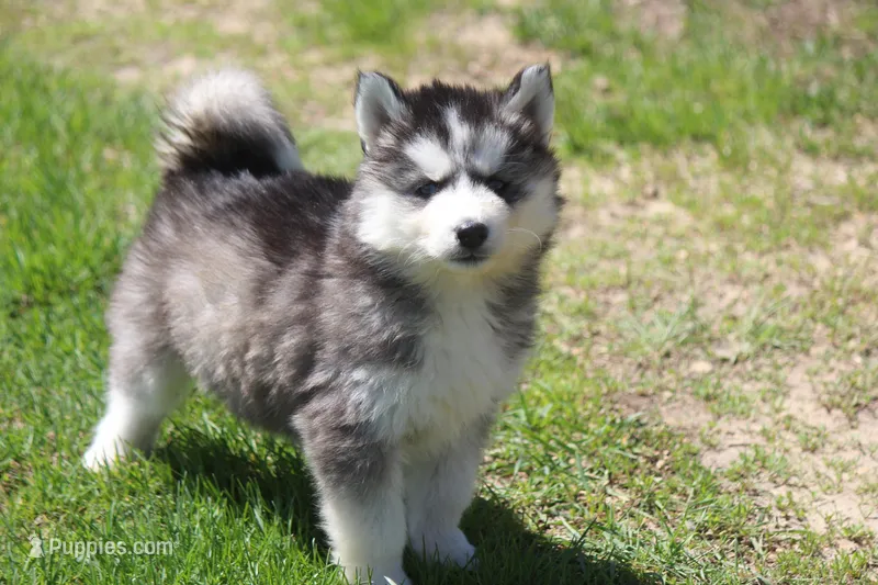 AKC KOVO – Siberian Husky puppy for sale in Monticello, WI
