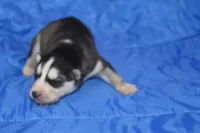 AKC KOVO, a male Siberian Husky for sale in Monticello, WI – Photo 2 of 7