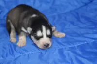 AKC KOVO, a male Siberian Husky for sale in Monticello, WI – Photo 4 of 7