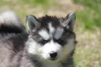 AKC KOVO, a male Siberian Husky for sale in Monticello, WI – Photo 3 of 10