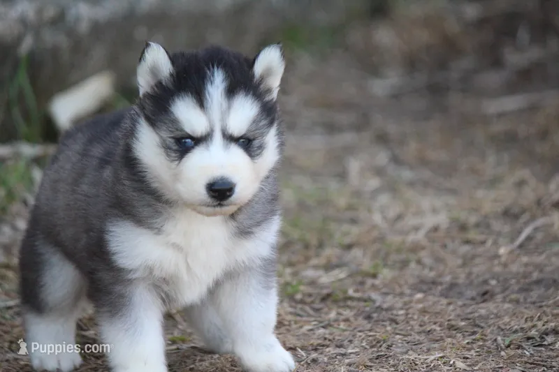 AKC KOVO – Siberian Husky puppy for sale in Monticello, WI