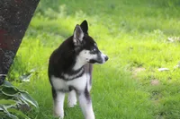 AKC REMI, a female Siberian Husky for sale in Monticello, WI – 7 of 10