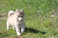 AKC KODY, a male Siberian Husky for sale in Monticello, WI – 5 of 10