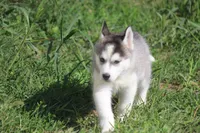 AKC SYLVESTER, a male Siberian Husky for sale in Monticello, WI – 3 of 10