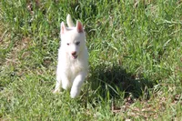 AKC RINA, a female Siberian Husky for sale in Monticello, WI – 7 of 10