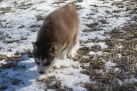 processed/4e60aaf6-3aa8-492a-a0ca-4eaaeaf616b6/listing/0eabff4b-629d-417a-912b-2c03580a1859/b13866e5-a961-4f42-ba04-d70b0c737c9d