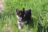 AKC RIVER, a female Siberian Husky for sale in Monticello, WI – 4 of 7