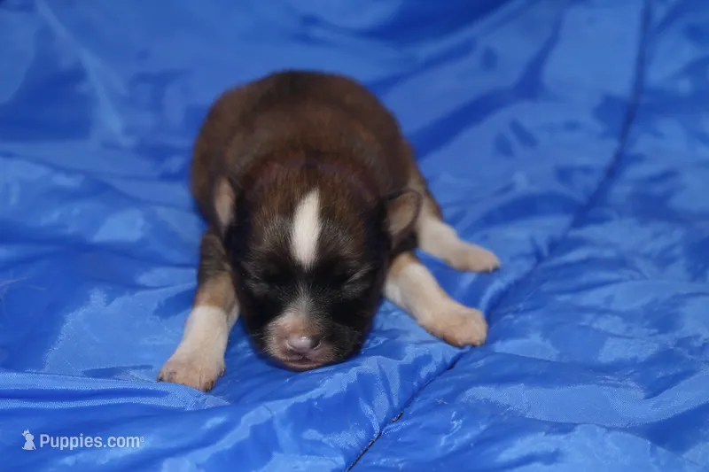 AKC ZANDER – Papillon puppy for sale in Monticello, WI