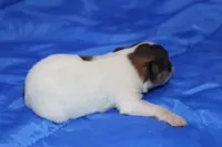 AKC ZEEK, a male Papillon for sale in Monticello, WI – 2 of 8