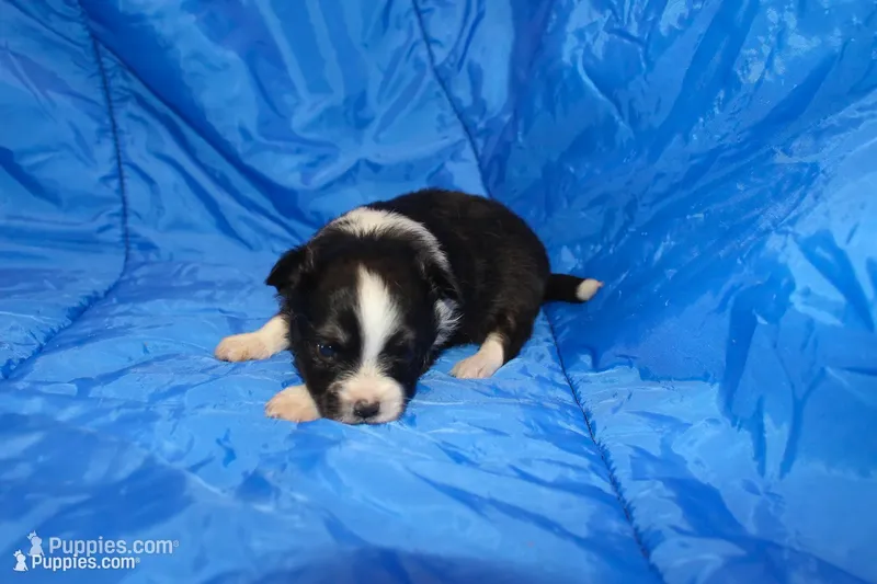 AKC RHETT – Papillon puppy for sale in Monticello, WI