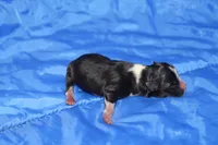 AKC RHETT, a male Papillon for sale in Monticello, WI – 4 of 7