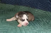 AKC SPIKE, a male Siberian Husky for sale in Monticello, WI – 2 of 6