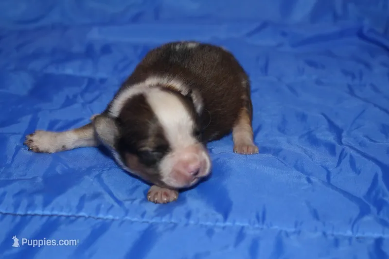 AKC RIGBY – Papillon puppy for sale in Monticello, WI