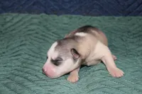 AKC STERLING, a male Siberian Husky for sale in Monticello, WI – 4 of 6