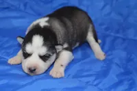 AKC KEYA, a female Siberian Husky for sale in Monticello, WI – Photo 6 of 8