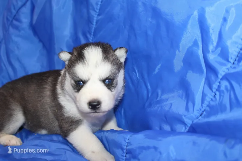 AKC KEYA – Siberian Husky puppy for sale in Monticello, WI
