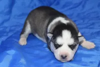 AKC KEYA, a female Siberian Husky for sale in Monticello, WI – Photo 5 of 8