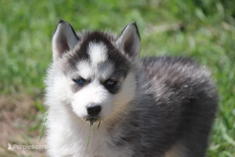 AKC KEYA – Siberian Husky puppy for sale in Monticello, WI