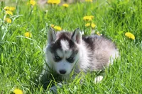 AKC KEYA, a female Siberian Husky for sale in Monticello, WI – Photo 2 of 8