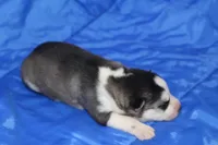 AKC KEYA, a female Siberian Husky for sale in Monticello, WI – Photo 2 of 8