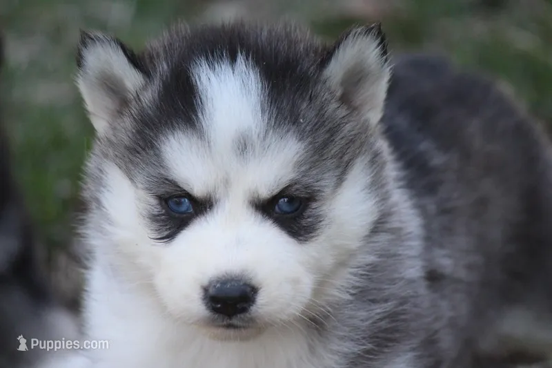 AKC KEYA – Siberian Husky puppy for sale in Monticello, WI