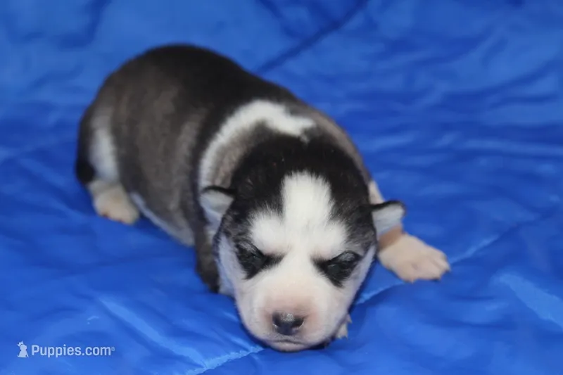 AKC KEYA – Siberian Husky puppy for sale in Monticello, WI