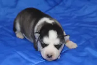 AKC KEYA, a female Siberian Husky for sale in Monticello, WI – Photo 1 of 8