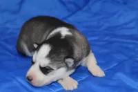 AKC KEYA, a female Siberian Husky for sale in Monticello, WI – Photo 3 of 8