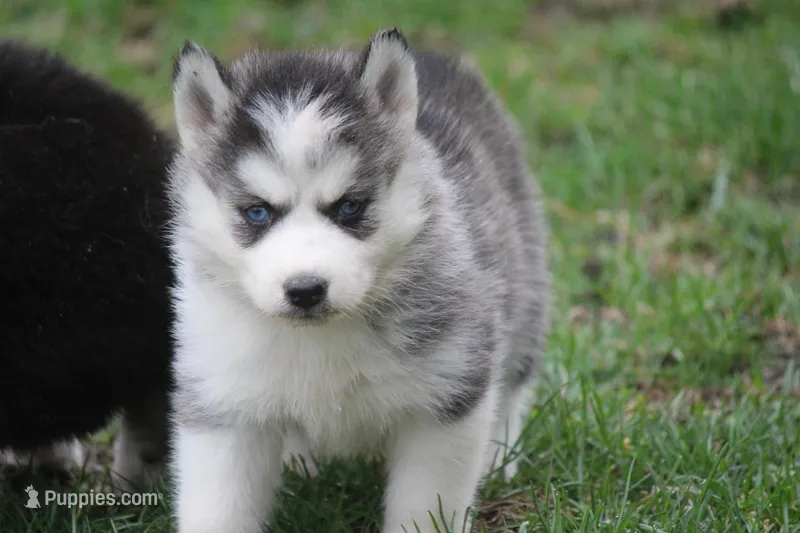 AKC KEYA – Siberian Husky puppy for sale in Monticello, WI