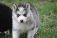 AKC KEYA, a female Siberian Husky for sale in Monticello, WI – Photo 5 of 8