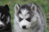 AKC KEYA, a female Siberian Husky for sale in Monticello, WI – Photo 6 of 8