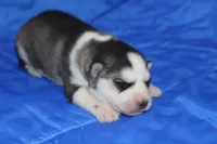 AKC KEYA, a female Siberian Husky for sale in Monticello, WI – Photo 4 of 8