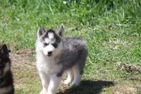 AKC KEYA, a female Siberian Husky for sale in Monticello, WI – Photo 3 of 8