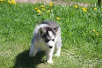 AKC KEYA, a female Siberian Husky for sale in Monticello, WI – Photo 4 of 8