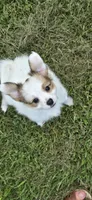 AKC NELLIE, a female Papillon for sale in Monticello, WI – 2 of 8