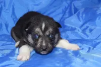 AKC VENA, a female Siberian Husky for sale in Monticello, WI – Photo 4 of 6