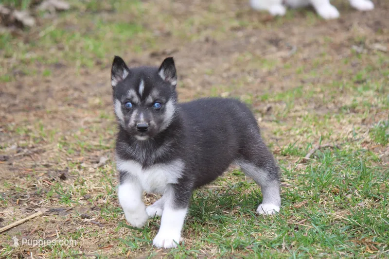 AKC VENA – Siberian Husky puppy for sale in Monticello, WI