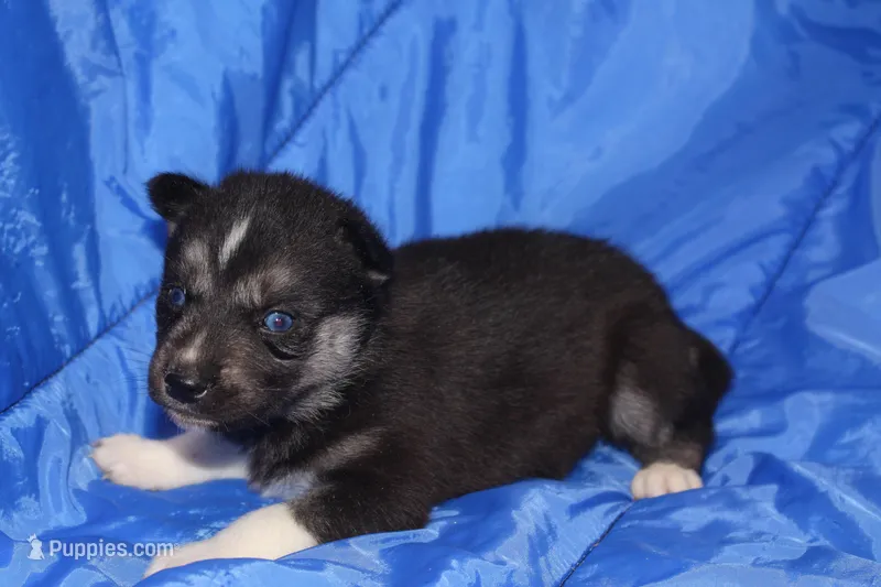AKC VENA – Siberian Husky puppy for sale in Monticello, WI