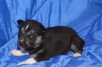 AKC VENA, a female Siberian Husky for sale in Monticello, WI – Photo 1 of 6