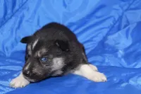 AKC VENA, a female Siberian Husky for sale in Monticello, WI – Photo 3 of 6