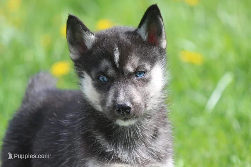 AKC VENA – Siberian Husky puppy for sale in Monticello, WI